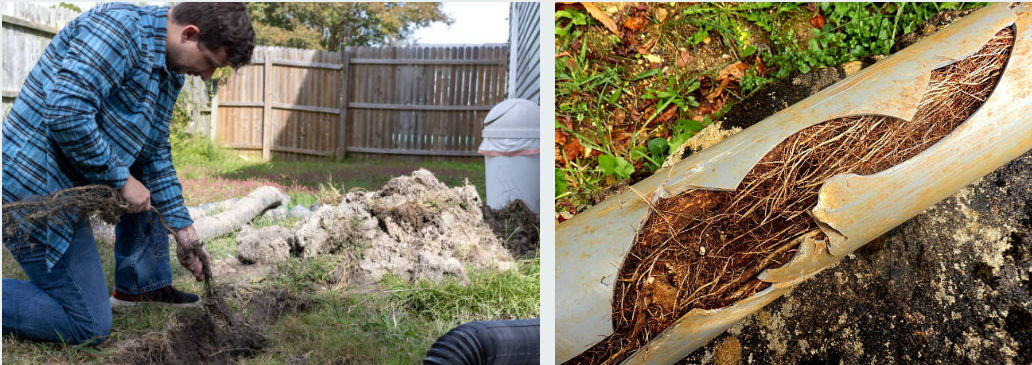 Tree Roots in Your Drain Pipes - What to Do Next